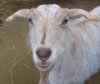 goat_picture.jpg