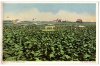 Cuba - Cabiaguan tobacco fields - Detroit Publ. Co 1910.jpg