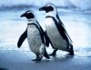 penguins.jpg