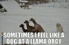 dog-llama-orgy.jpg