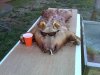 cookedpig.jpg