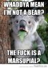 VH-Koala-Bear-Meme-1.jpg