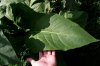 tn_DSCF0618.JPG