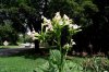 tn_DSCF0613.JPG