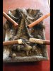 Oct Ash Top.jpg