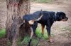 Rottweiler-lifting-his-leg-to-pee-on-tree.jpg