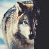 jdwolf