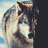 jdwolf