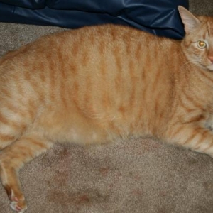 Our fat kitty, Spanky