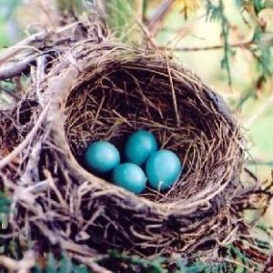 robin nest large