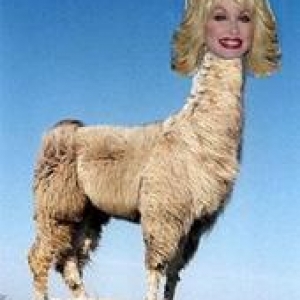 DOLLY LLAMA 768173