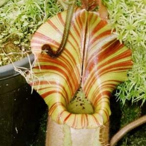 N. veitchii