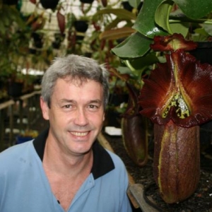 N. truncata 'Queen of Hearts' - Rob Cantley Borneo Exotics