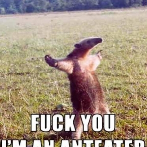 anteater