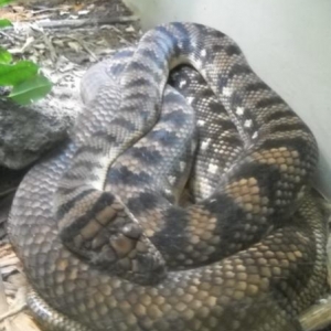 big nasty lookin snake