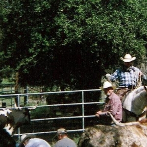 Working Cows