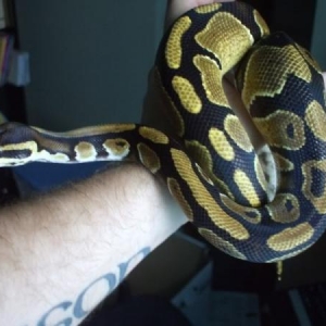 Samantha, a normal Ball Python.