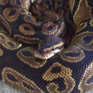 Makane, a normal Ball Python.