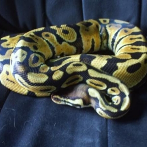 My pastel Ball Python.