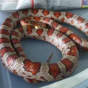 FU, a normal Corn Snake.