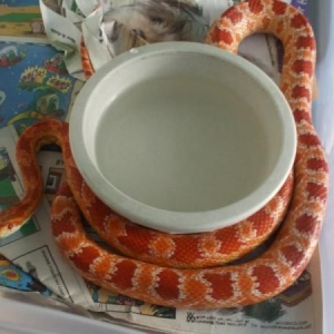 Topher, an amelanistic Corn Snake.