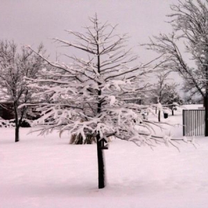 I've often wondered what this Bald Cypress would look like with snow on it...