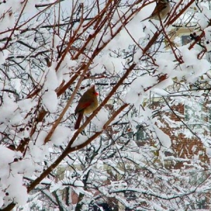 Lady Cardinal taking a break.