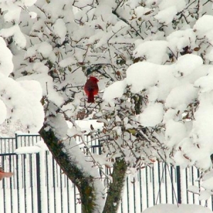 This pair of Cardinals visit me daily. I usually smoke on my patio and watch for them. They drop by to feed on the two feeders we maintain and they're always together.