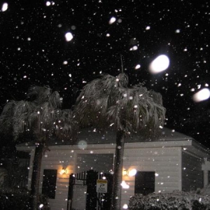 the pool. kinda weird seeing palm trees with snow on em