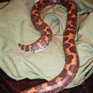 Kenyan Sand Boa