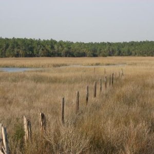 the edge of the old cow fence