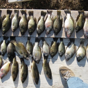 Spring Crappie 2010