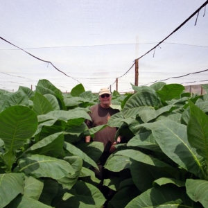 Shade grown tobacco in the Jamastran Valley, Honduras