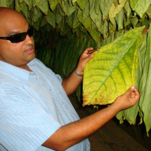 Nimish with tobacco leaf in the curing barn.