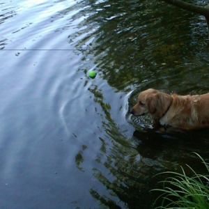 Taking a dip!
