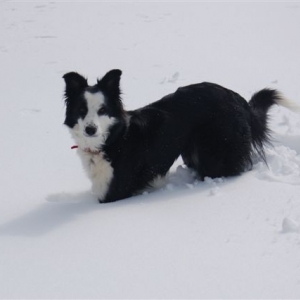 Jessie 5 Years Border Collie