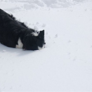 Jessie in snow