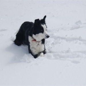 Jessie looking for something to herd