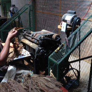 De-stemming tobacco leaves at Oliva Tobacco Company