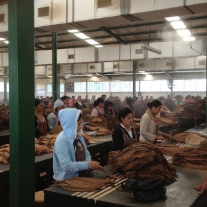 Sorting tobacco at Oliva Tobacco Company