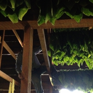Tobacco leaves hanging in a Padron barn