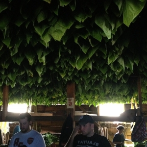 Tobacco leaves hanging in a Padron barn