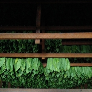Tobacco leaves hanging in a Padron barn
