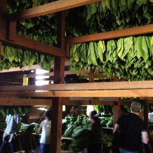 Tobacco leaves hanging in a Padron barn