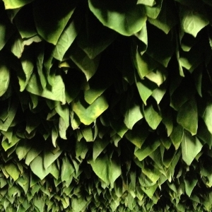 Tobacco leaves hanging in a Padron barn