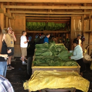 Fresh tobacco leaves arriving in the curing barn