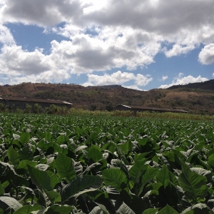 Padron farm