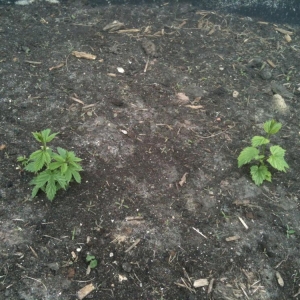 Chinook Hops