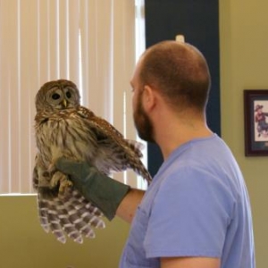 Injured owl that was brought to my work.