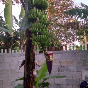 Banana Tree